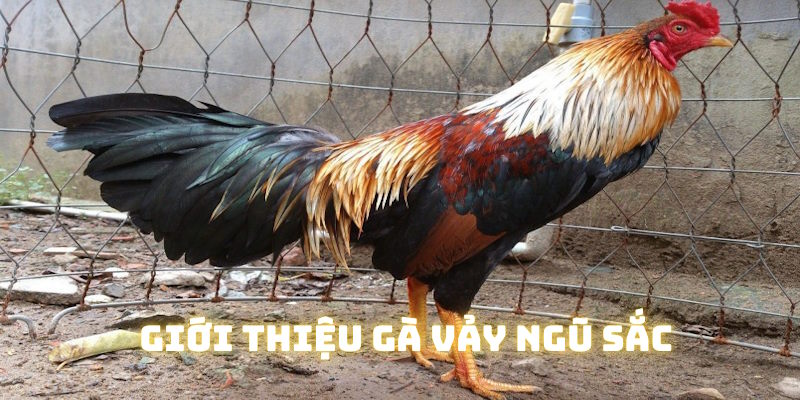 Giới thiệu gà vảy ngũ sắc tại nhà cái Hubet